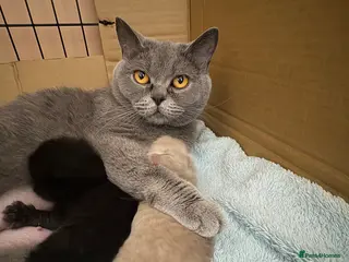 British Shorthair cats 2 beautiful lilac girls available (non active) - Advert 10