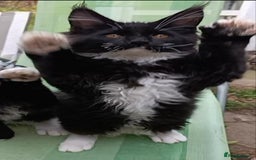 Maine Coon cats for sale: Maine-Coon kittens  - Image 34