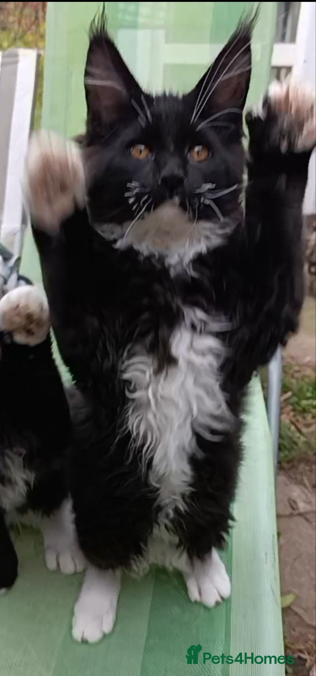 Maine Coon cats for sale: Maine-Coon kittens  - Image 34