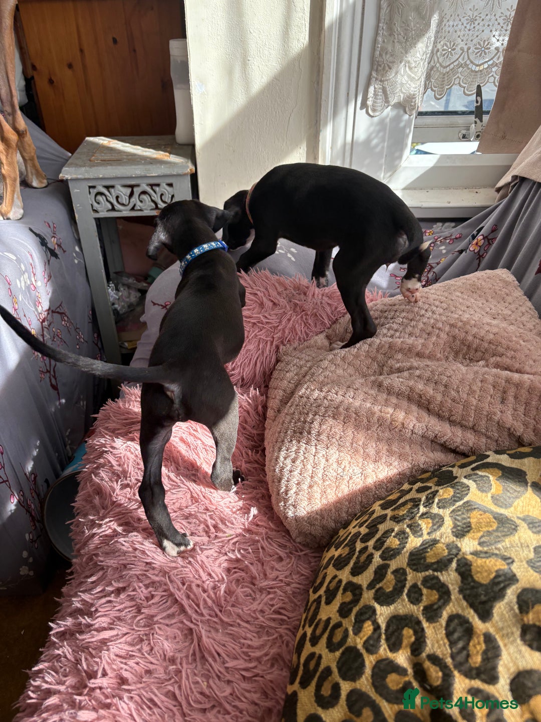 Mixed Breed dogs for sale: Saluki x lurcher/whippet puppies - Image 5
