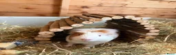 Guinea Pig rodents for sale: 2 male bonded guinea pigs in Herne Bay - Advert 3