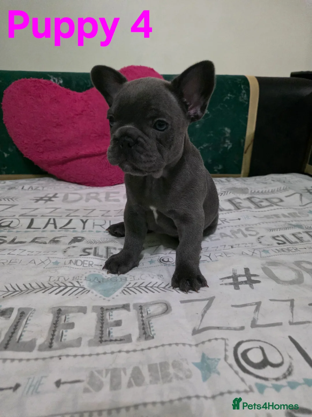 French Bulldog dogs for sale: Beautiful Blue French bulldog  - Advert 21