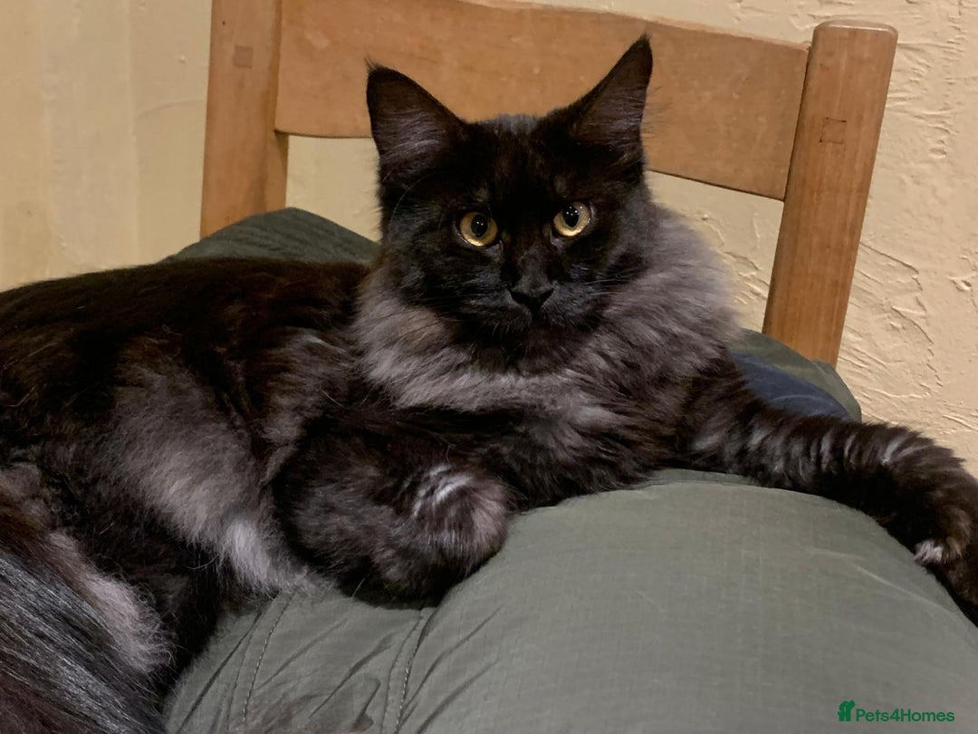 Maine Coon cats for sale: Full pedigree Maine Coon Female - Image 13