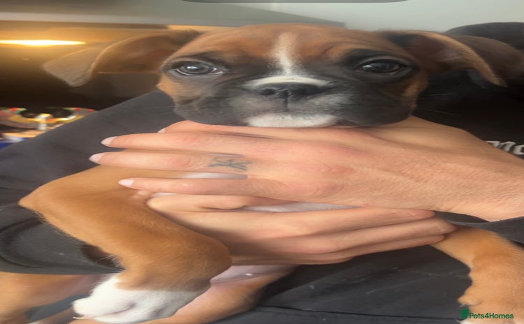 Boxer dogs - Advert 4