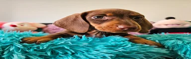 Dachshund Puppy 5