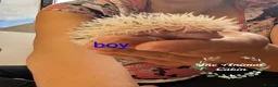 Pygmy Hedgehog rodents for sale: Baby African Pygmy Hoglets and online tutorial - Advert 2