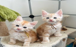 Maine Coon cats for sale: Maine coon kitten ❤️‍🔥 boys and girls available  - Image 4