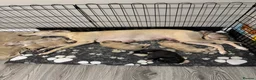 Lurcher dogs for sale: Lurched puppy’s for sale in Barnsley - Advert 4