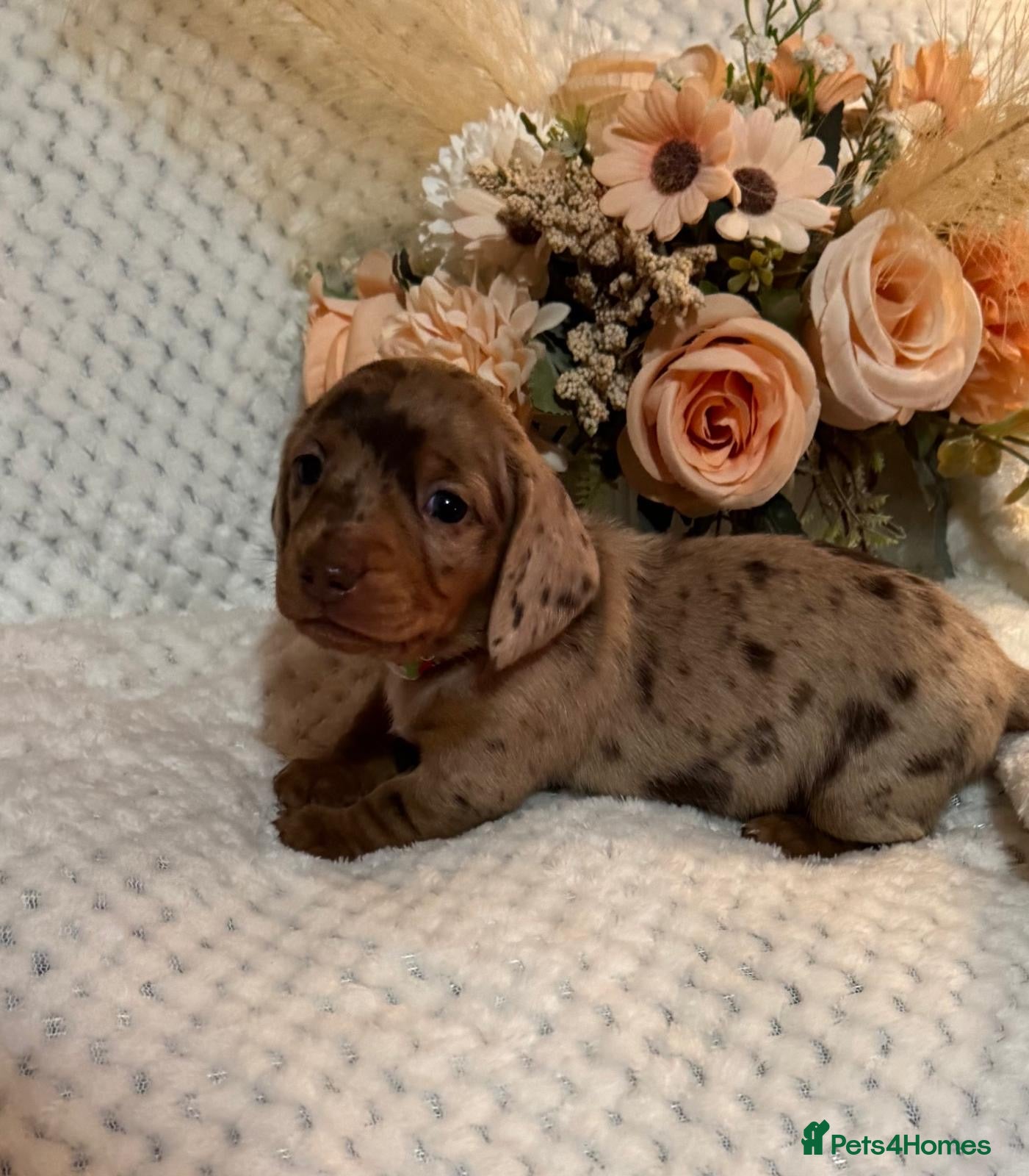 Miniature Dachshund dogs BEAUTIFUL KC MINI DACHSHUND READY TO LEAVE 23/12   - Advert 10