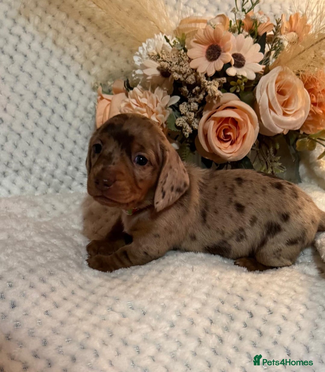 Miniature Dachshund dogs for sale: BEAUTIFUL KC MINI DACHSHUND READY TO LEAVE 23/12   - Advert 11