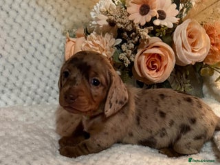 Miniature Dachshund dogs BEAUTIFUL KC MINI DACHSHUND READY TO LEAVE 23/12 - Advert 1