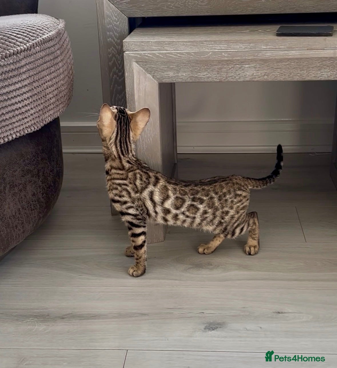 Bengal cats Stunning full pedigree registered bengal kittens  - Advert 2
