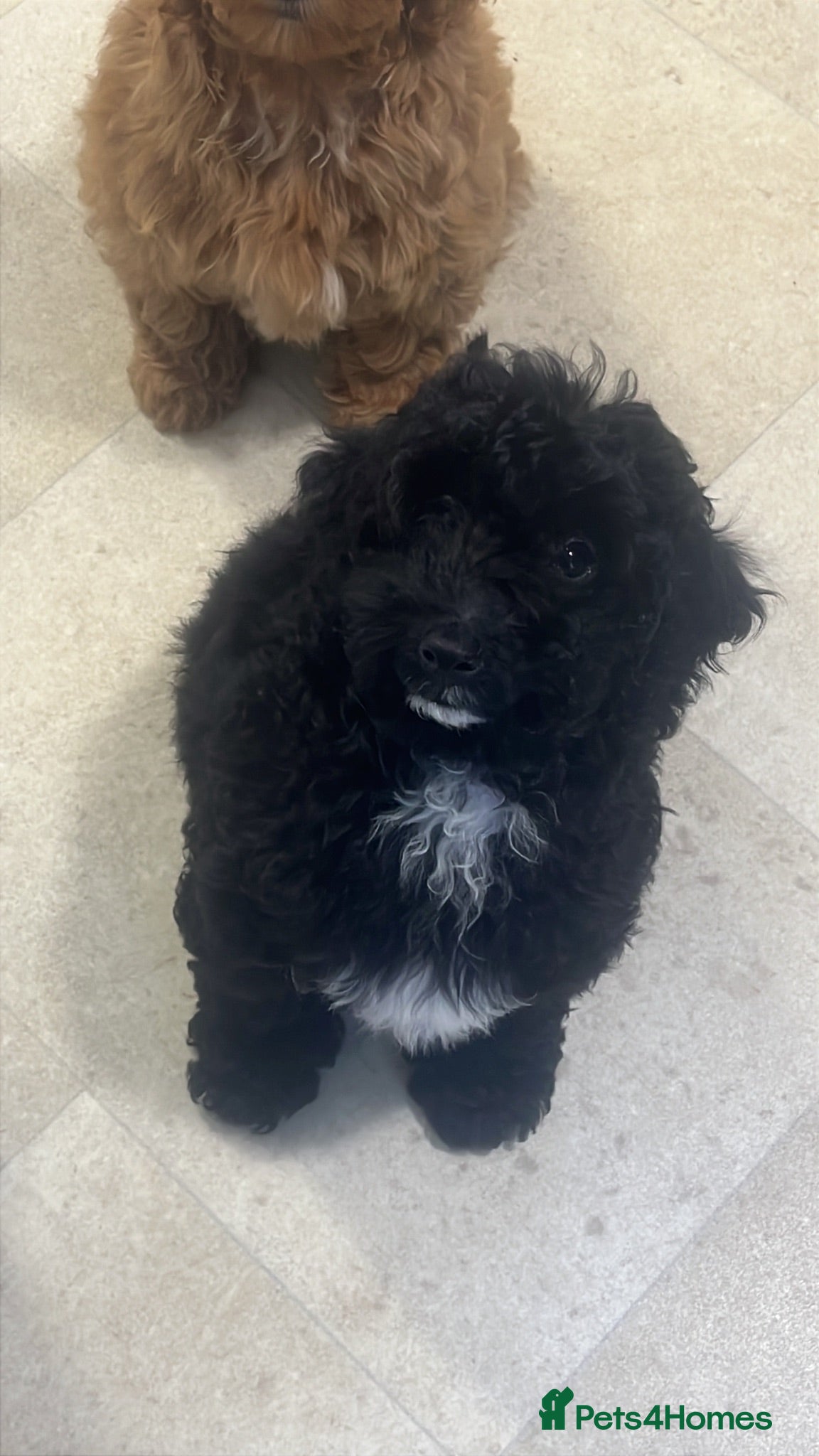 Cockapoo dogs Miniature cockapoos one girl still available  - Advert 1