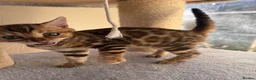 Bengal cats for sale: TICA 🔥 Pedigree health tested 🐾 Bengal Kittens  - Advert 9