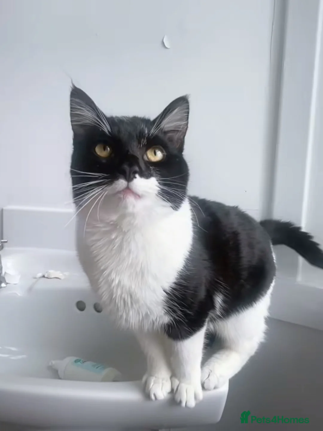 Mixed Breed cats for sale: Male cat for sale  - Advert 1