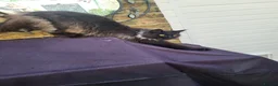 Maine Coon cats for sale: 3 Beautiful Maine coons  - Advert 2