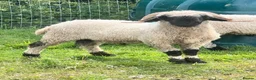 Sheep livestock for sale: Swiss Bred Valais Blacknose ewe Lamb - Advert 6