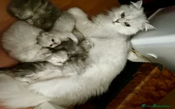 Persian cats for sale: Pure Persian Chinchilla kittens - Image 4