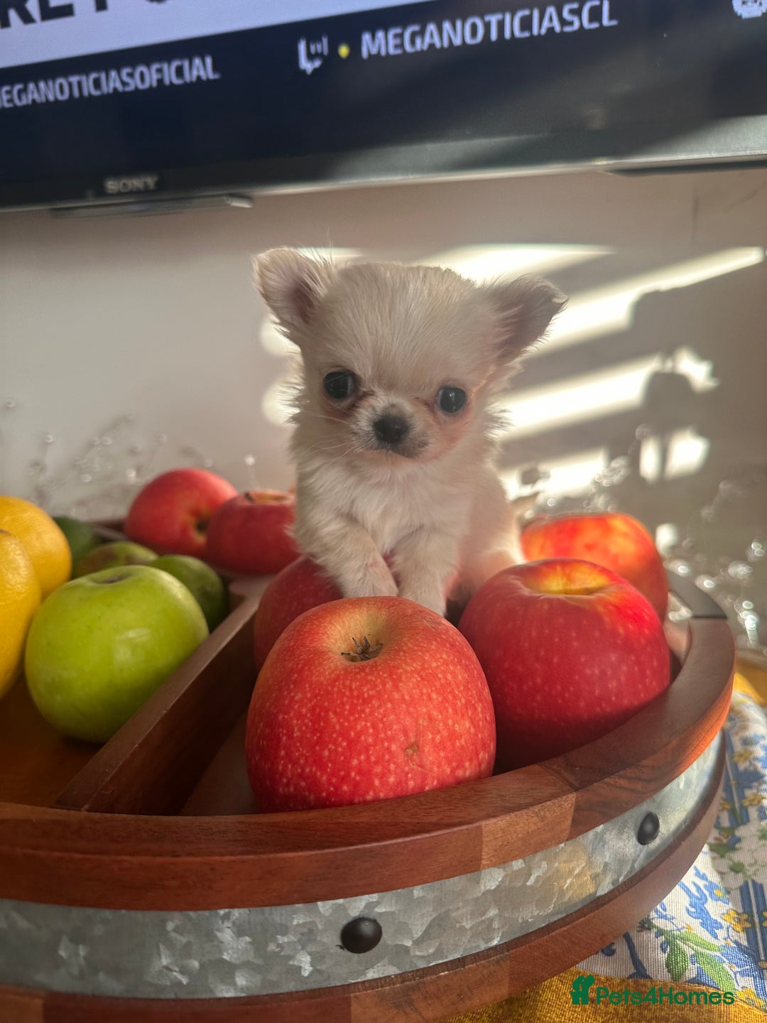 Chihuahua dogs for sale: KC Reg Russian and Czech Champions puppies L/C - Advert 10