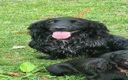 Cocker Spaniel dogs for sale: 3 boys left - Outstanding working cocker spaniels - Image 27