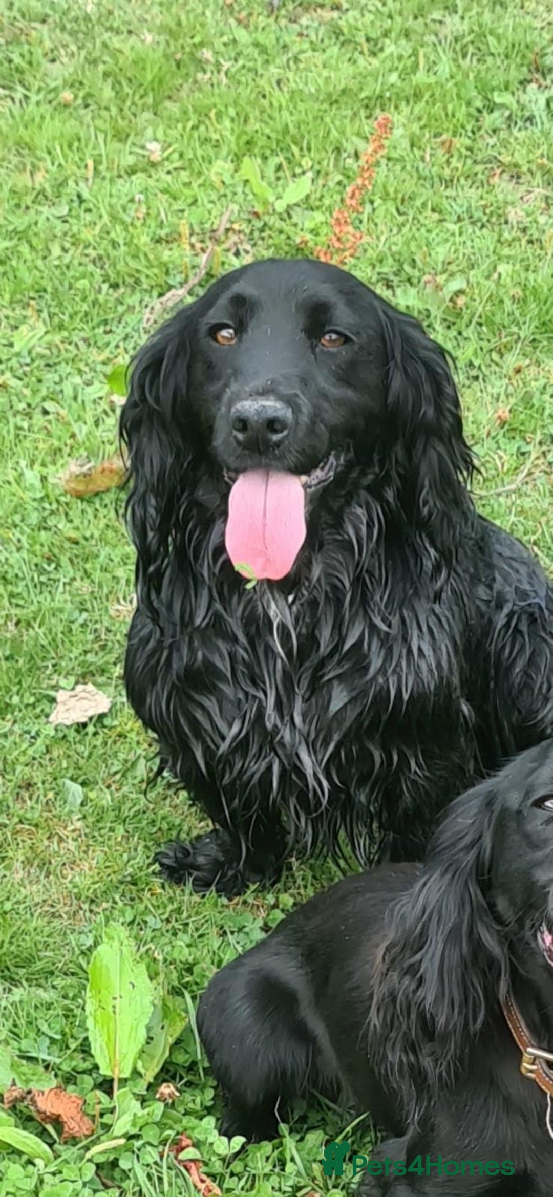 Cocker Spaniel dogs for sale: 3 boys left - Outstanding working cocker spaniels - Image 27