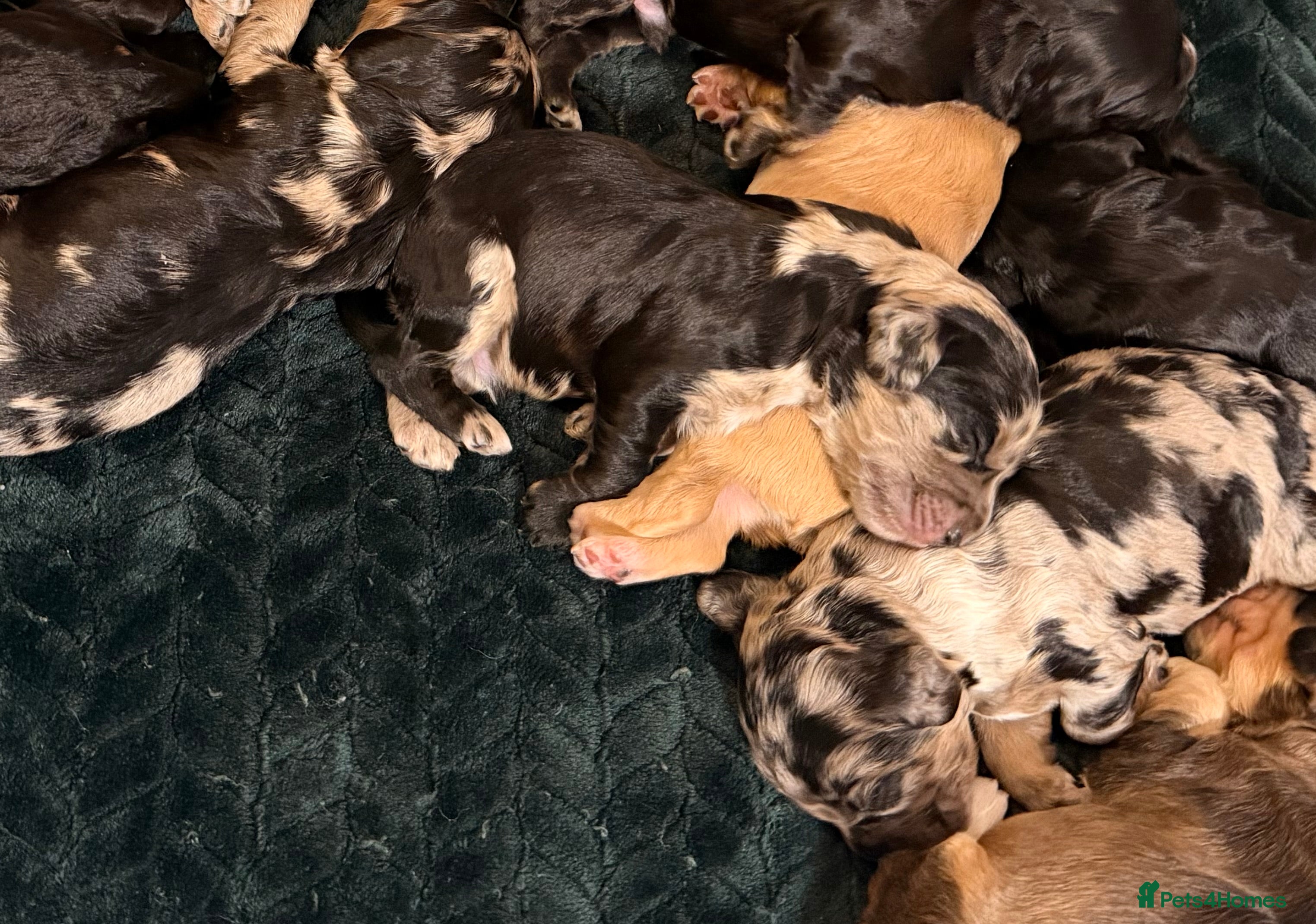 Cockapoo dogs F1 Cockapoo Puppies - Advert 2