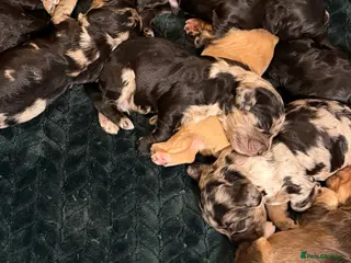 Cockapoo dogs F1 Cockapoo Puppies - Advert 16