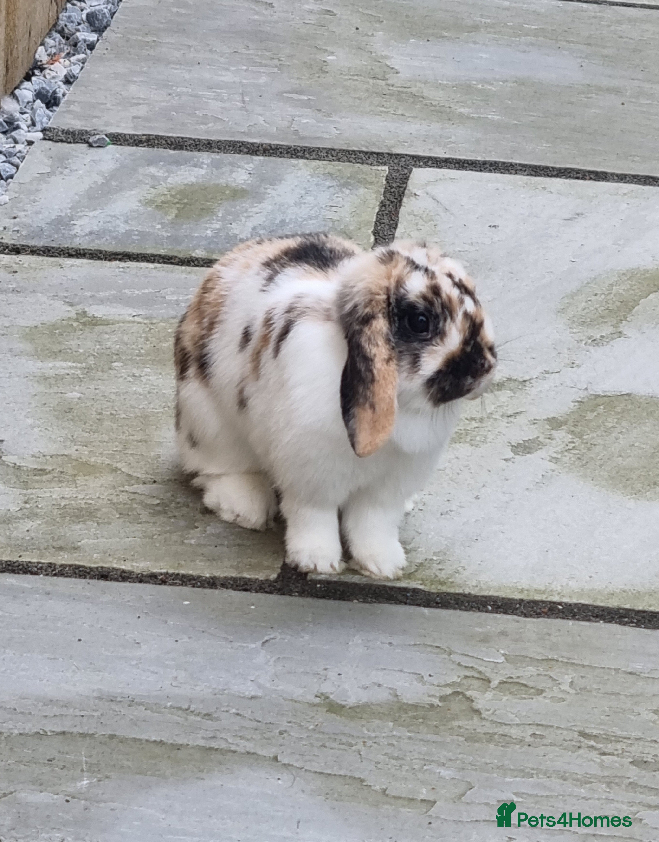 Mini Lop rabbits Mini lop - Advert 2