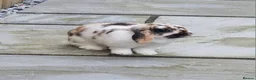 Mini Lop rabbits for sale: Mini lop in Houghton le Spring - Advert 1