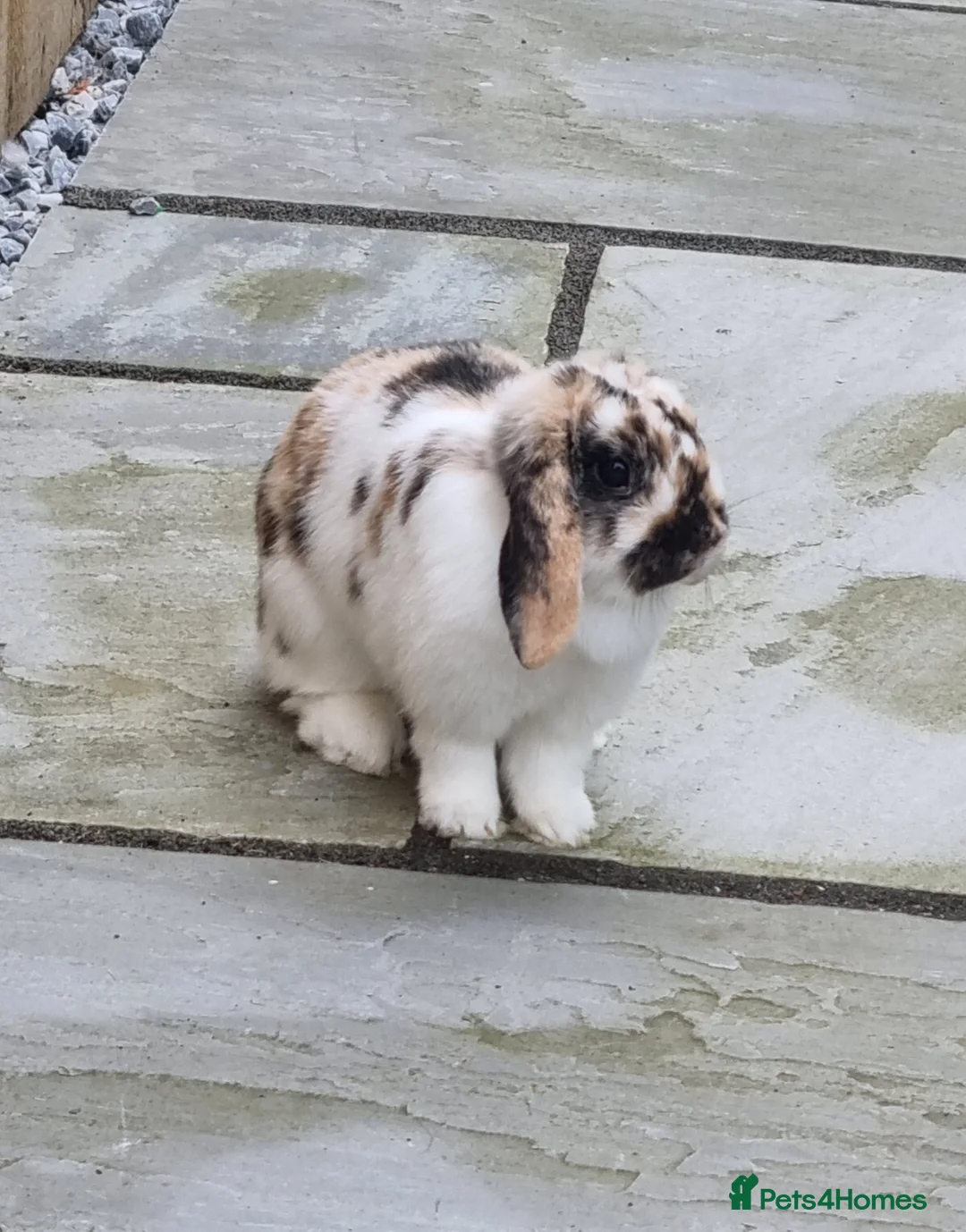 Mini Lop rabbits for sale: Mini lop in Houghton le Spring - Advert 1