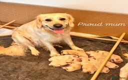 Golden Retriever dogs for sale: Golden retriever puppies - Image 1