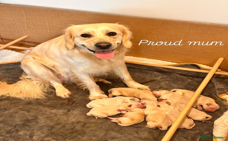 Golden Retriever dogs - Advert 6