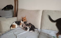 Jack Russell dogs for sale: Beautiful little Jack Girls  - Image 4