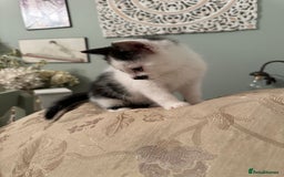 British Longhair cats for sale: Sweetie - Image 4