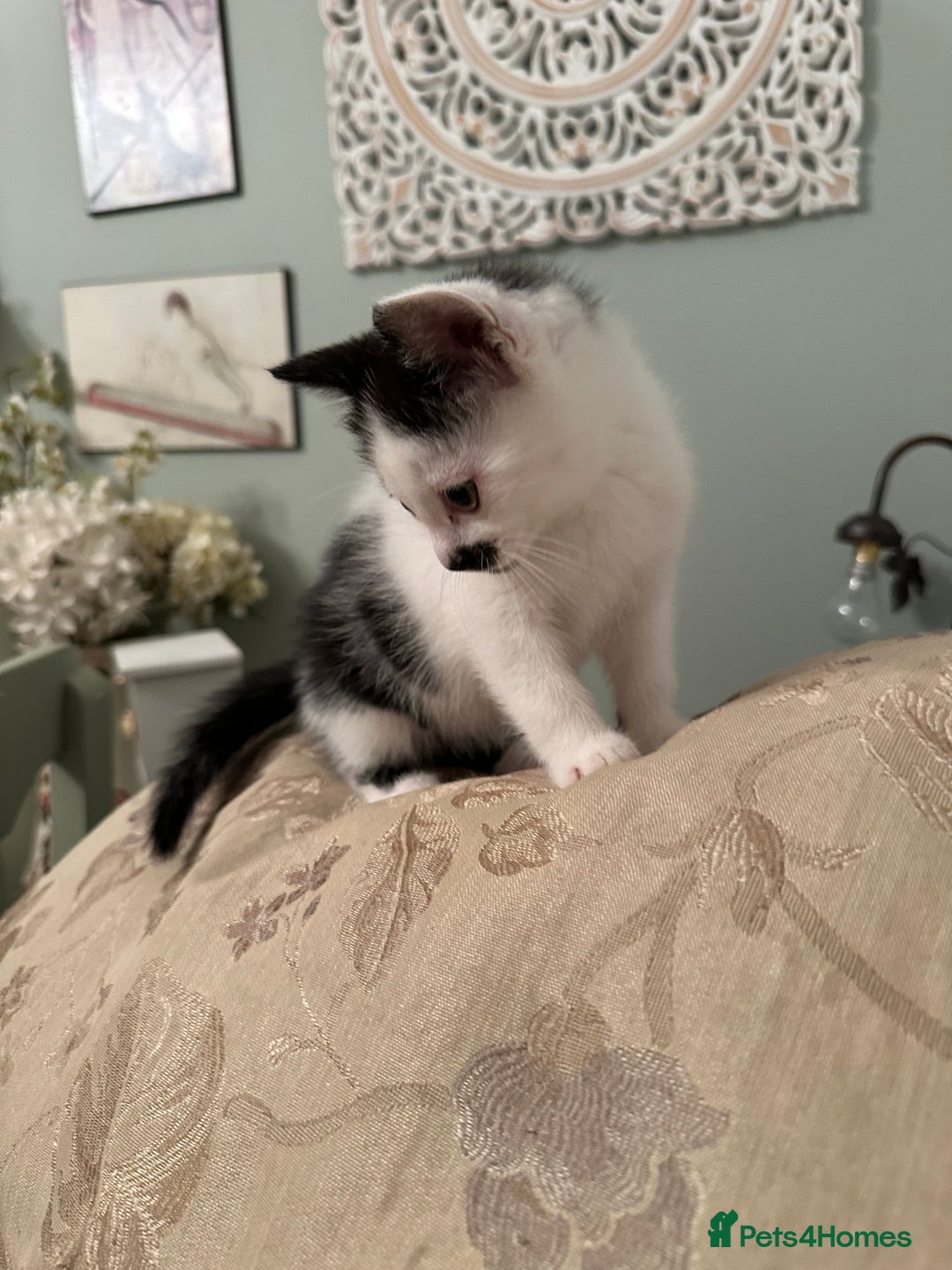 British Longhair cats for sale: Sweetie - Image 4