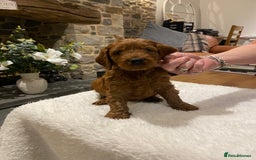 Irish Doodle dogs for sale: Stunning litter of mini Irish Doodles - Image 12