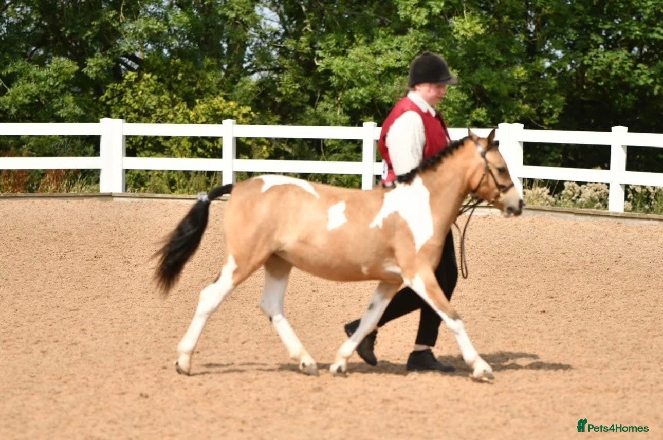 Welsh Section A horses Beautifully well marked Welsh P/B - Advert 3