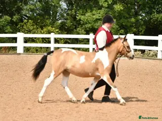 Welsh Section A horses Beautifully well marked Welsh P/B - Advert 9