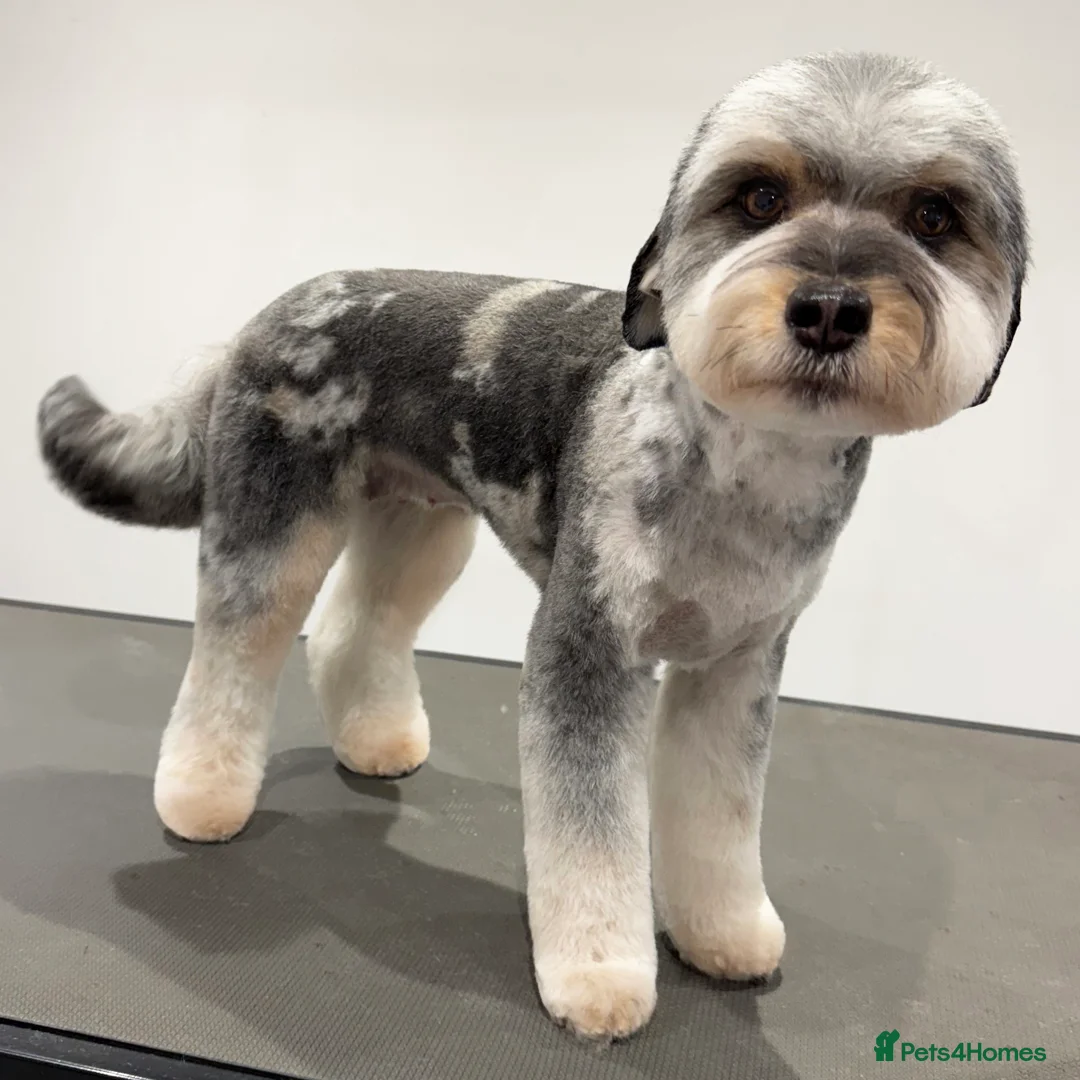 Aussiedoodle dogs for sale: F1b Miniature Aussiedoo puppies - Advert 1