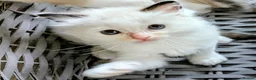 Ragdoll cats for sale: Ragdoll Kittens - Advert 8