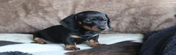Miniature Dachshund dogs for sale: Beautiful miniature dachshund puppies  - Advert 23