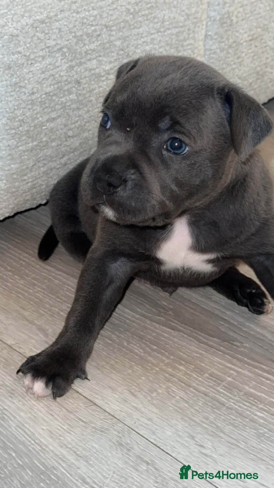 Staffordshire Bull Terrier dogs for sale: KC REG - Blue Staffordshire Bull Terrier Pups - Image 7