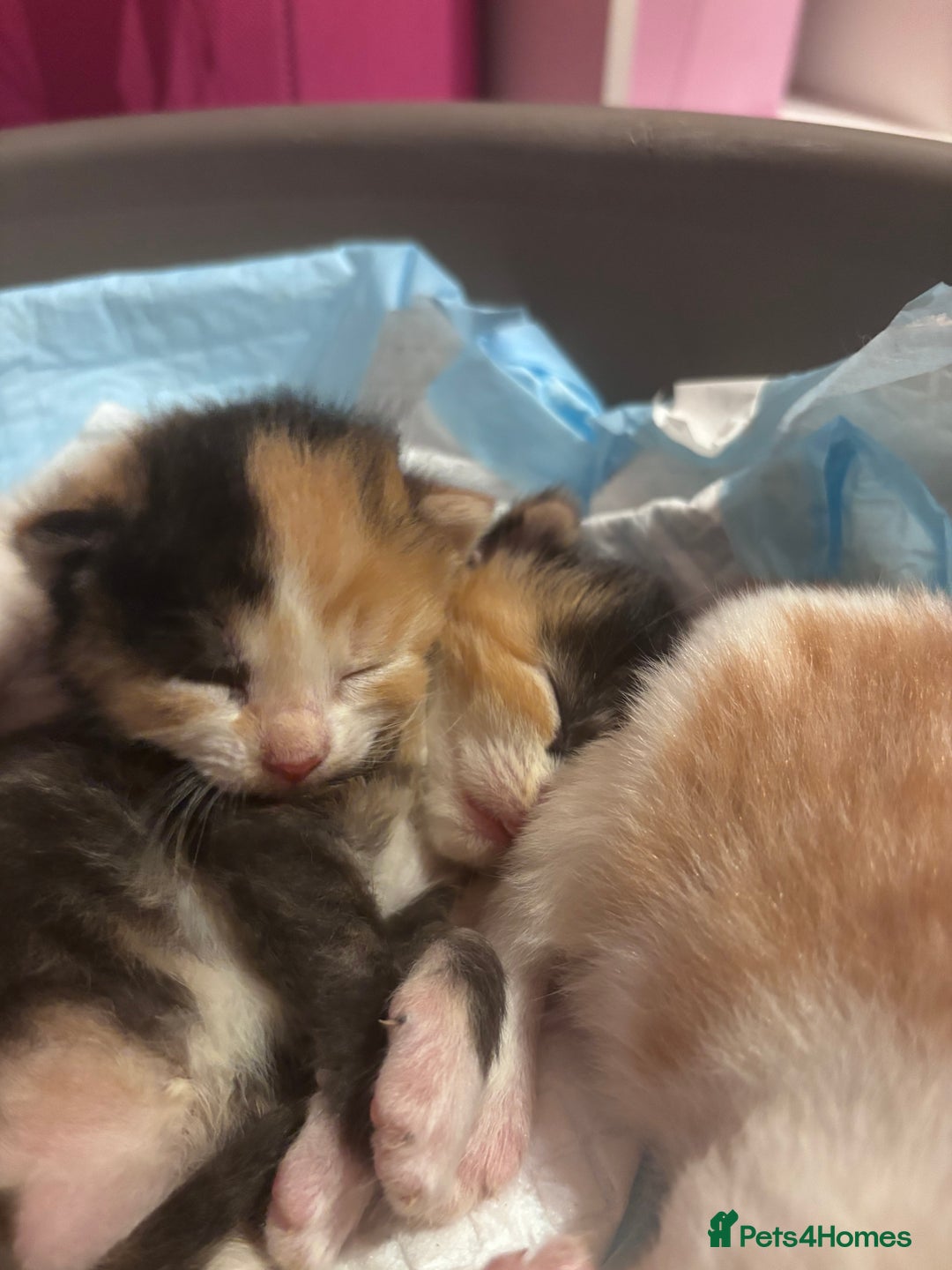 Domestic Shorthair cats for sale: 5 Gorgeous Kittens -  ready on the 7th January  - Advert 12