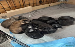 Malshi dogs for sale: Beautiful malshi puppies  - Image 11
