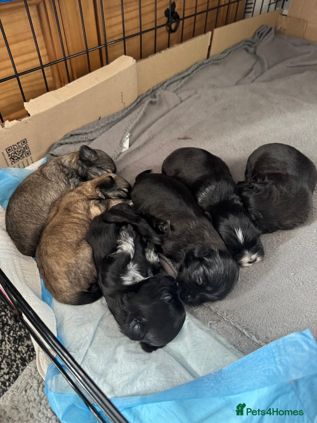 Malshi dogs for sale: Beautiful malshi puppies  - Image 11