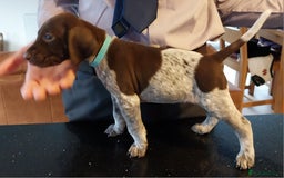 German Shorthaired Pointer dogs for sale: Amazing male GSP Puppy.  Available 5th Oct. - Image 5