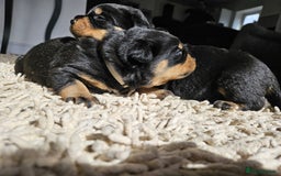 Rottweiler dogs for stud: Proven kc reg Health tested hip and elbow scored in Windsor - Image 17