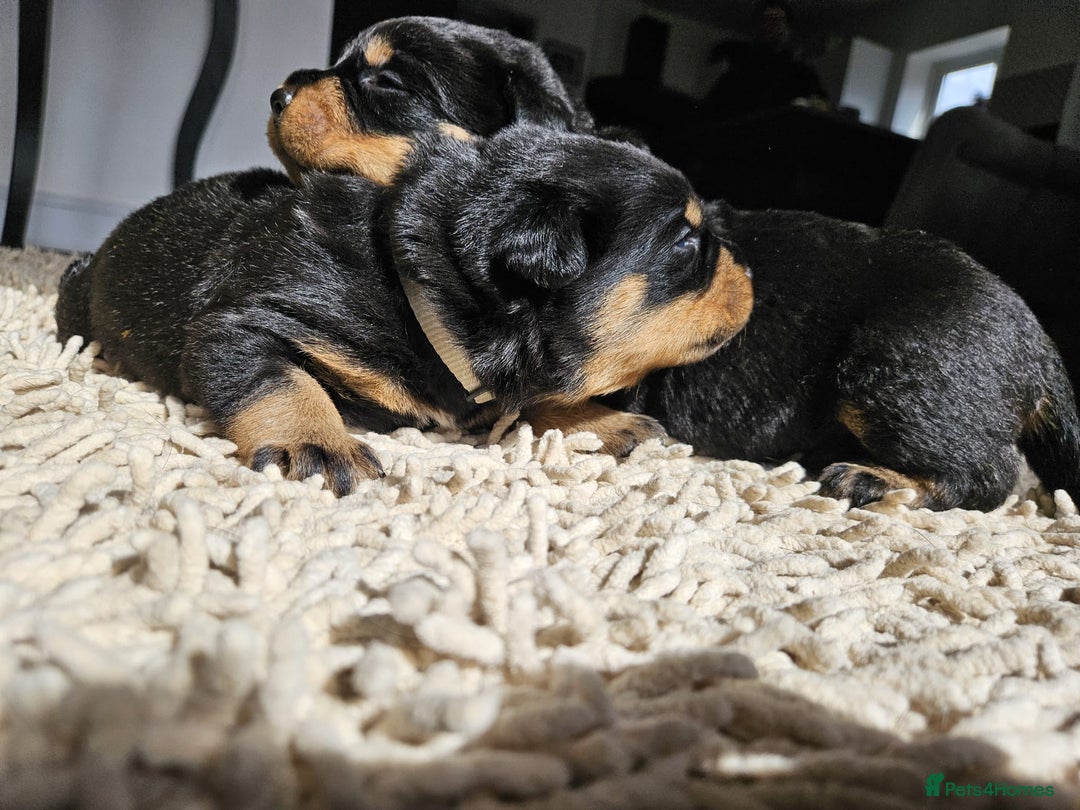 Rottweiler dogs for stud: Proven kc reg Health tested hip and elbow scored in Windsor - Image 17