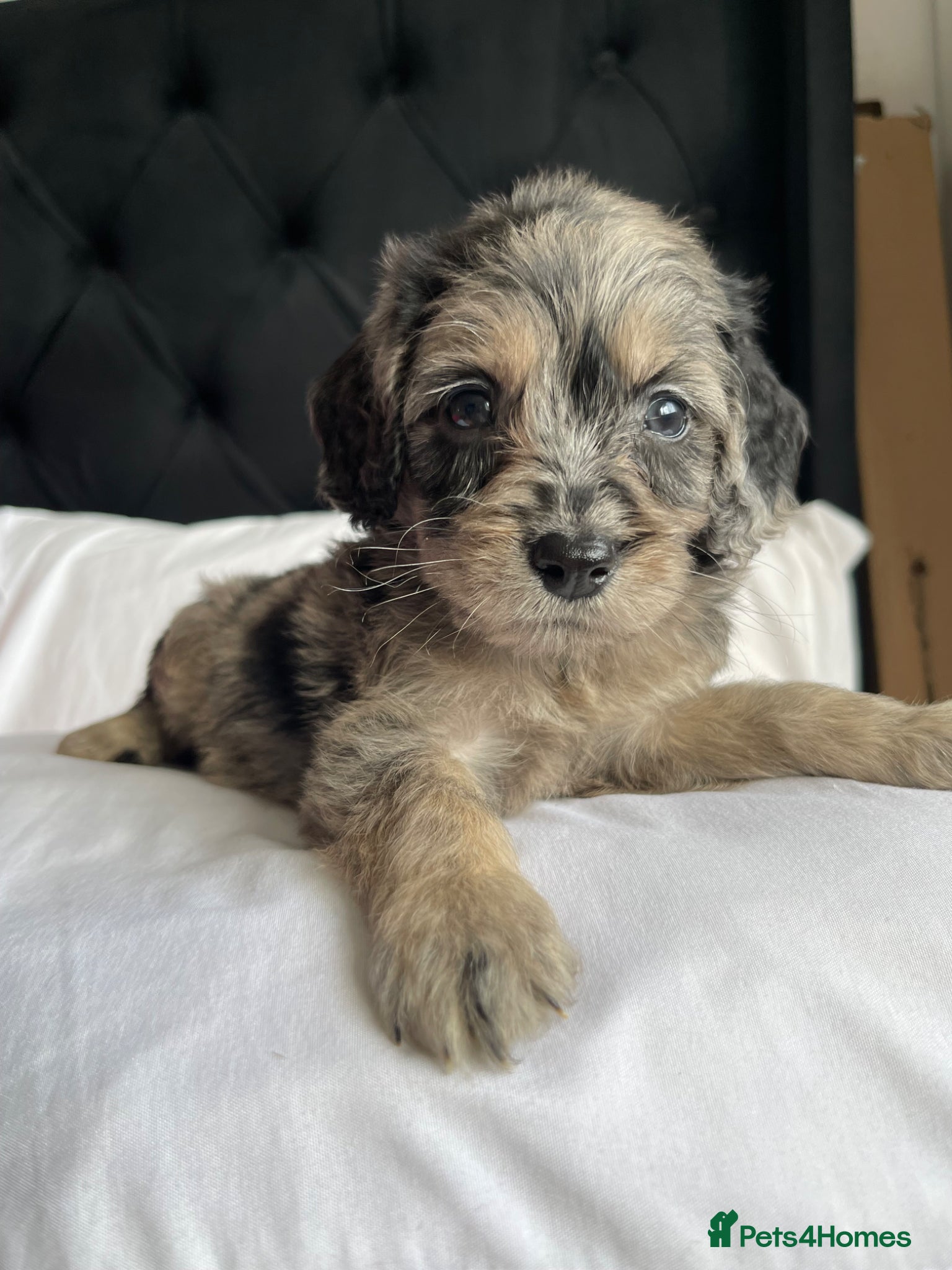 Cockapoo dogs Cockapoo puppies  - Advert 13