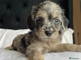 Cockapoo dogs Cockapoo puppies - Advert 13